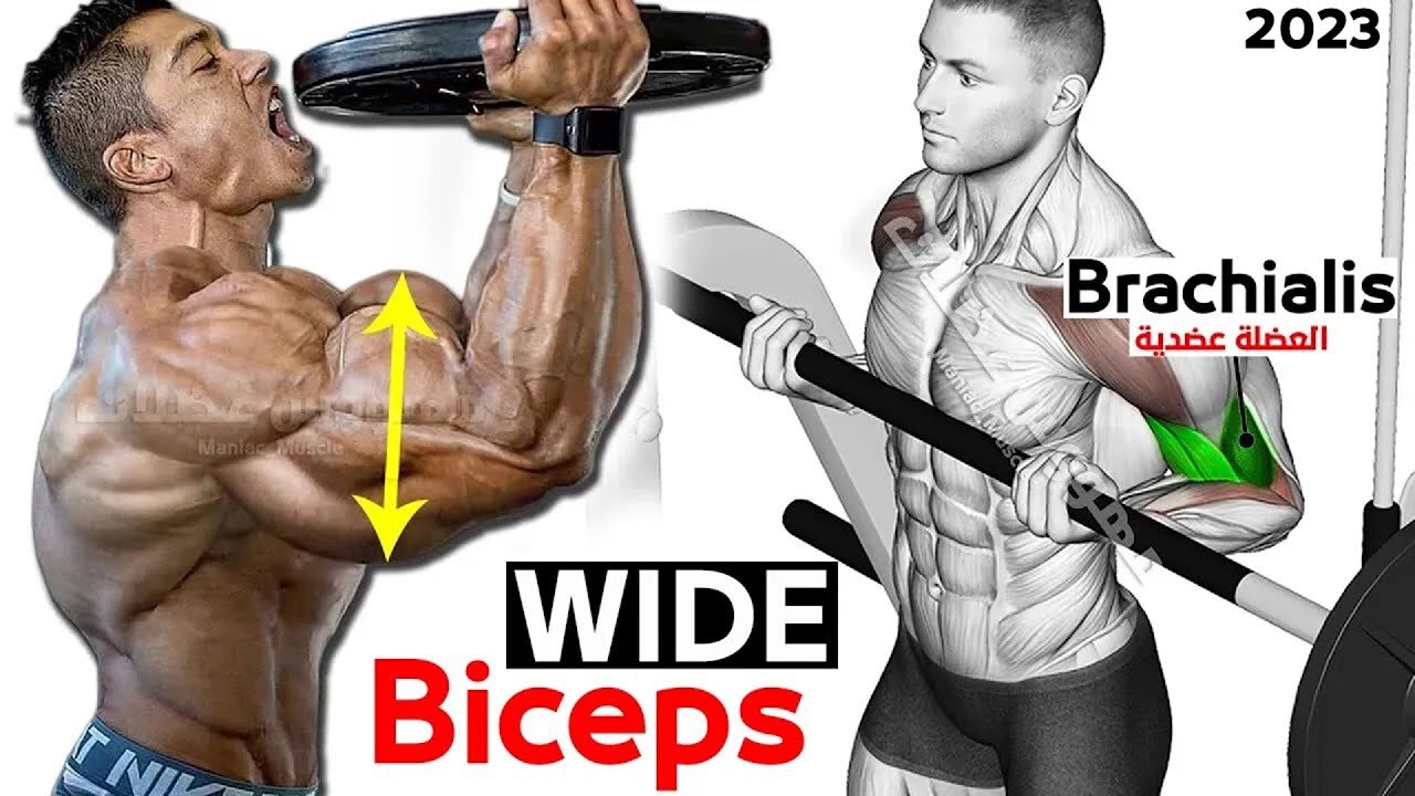 7 Best Exercise For Wider Biceps