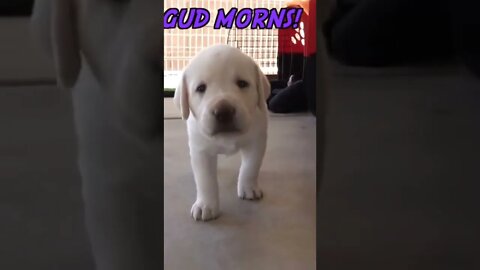 Puppies
