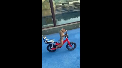 Monkey 🐒 riding a bike 😂😲