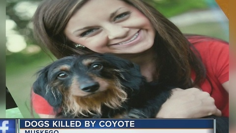 Muskego family warns community after coyote kills two dogs