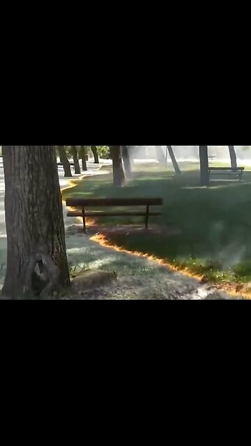 Burning Cottonwood Fluff