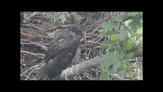 Hays juvenile H15 closeup on front branch 2021 05 29 14:10