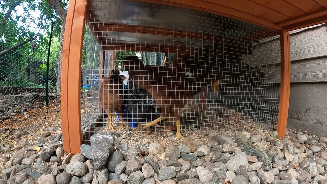 My Backyard Chickens - Episode 46