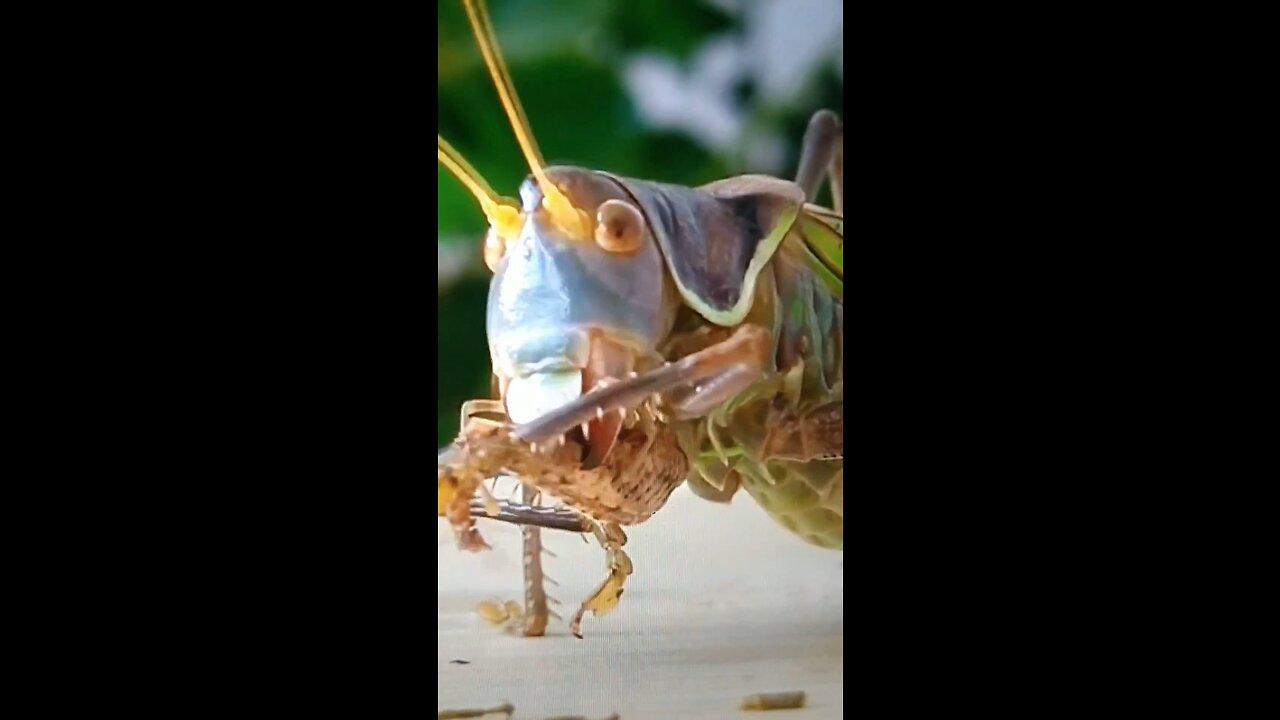 The Locust’ Trophies To Dated How Many Nights Of Hardship!