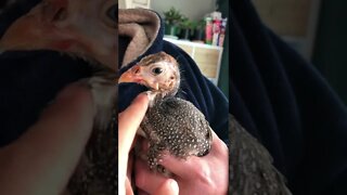 Cutest baby guinea fowl enjoys pats 💕