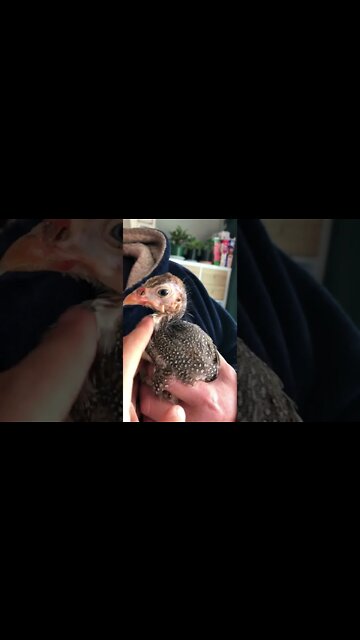Cutest baby guinea fowl enjoys pats 💕