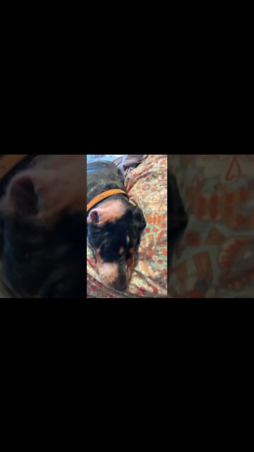 #Labrador and #CoonHound are napping so they can be terror’s tonight! #Shorts #shortsvideo