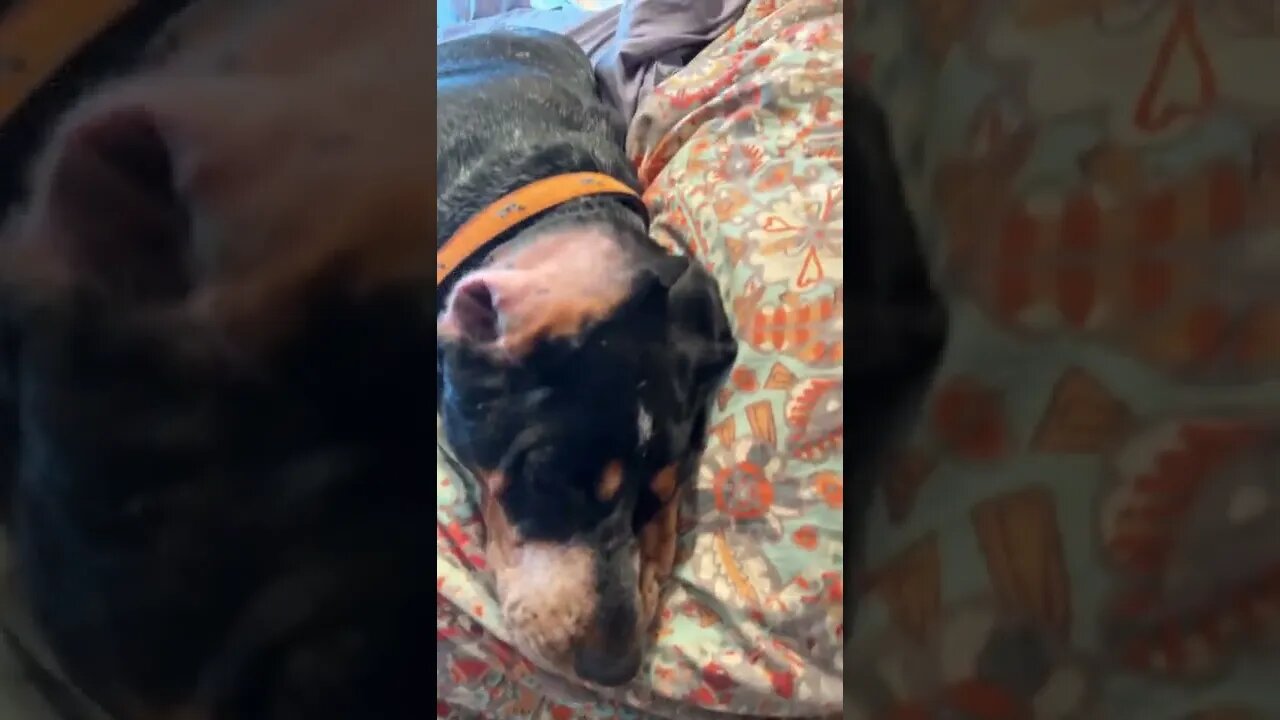 #Labrador and #CoonHound are napping so they can be terror’s tonight! #Shorts #shortsvideo