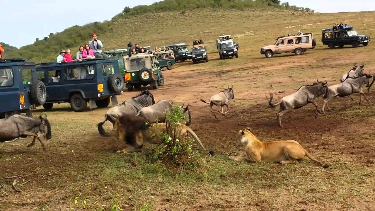 Lion ambush at wildebeest crossing#LionAmbush #WildebeestCrossing