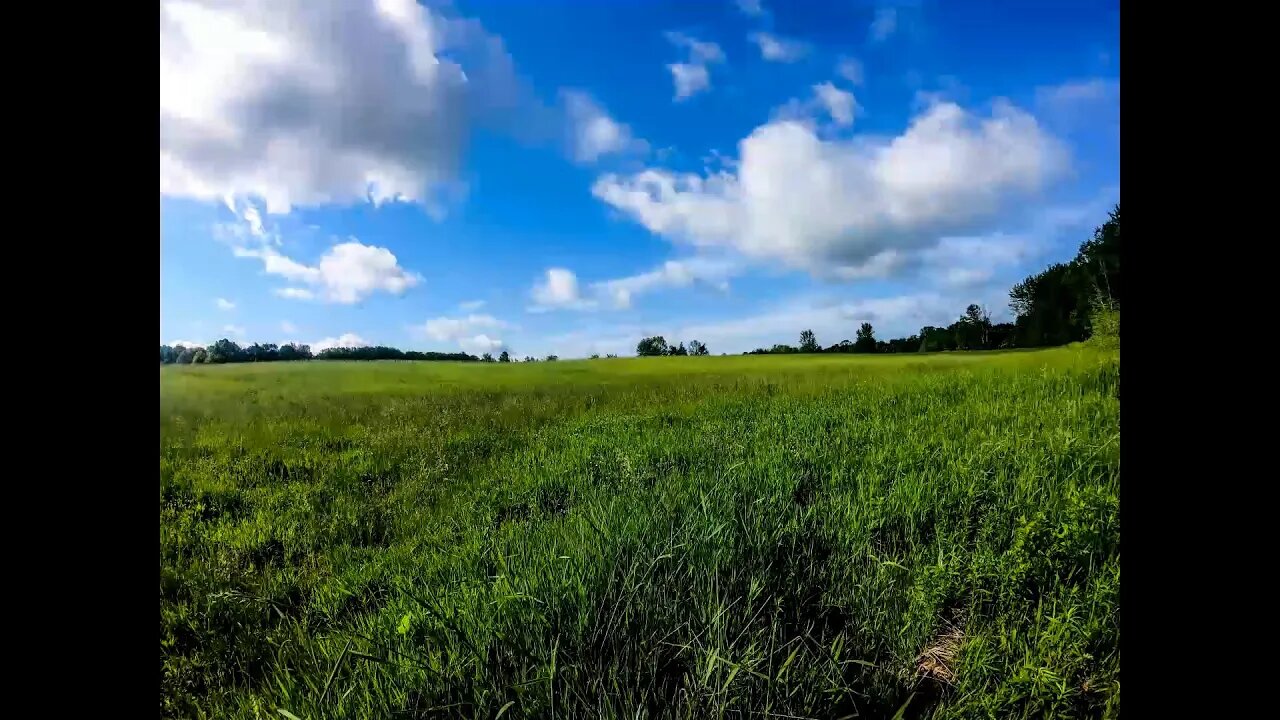 Grass Growing Timelapse (3 months) - From Burning to Full Growth