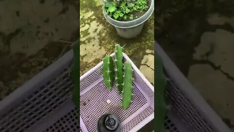 6 Cactus Farm Bansalan Philippines