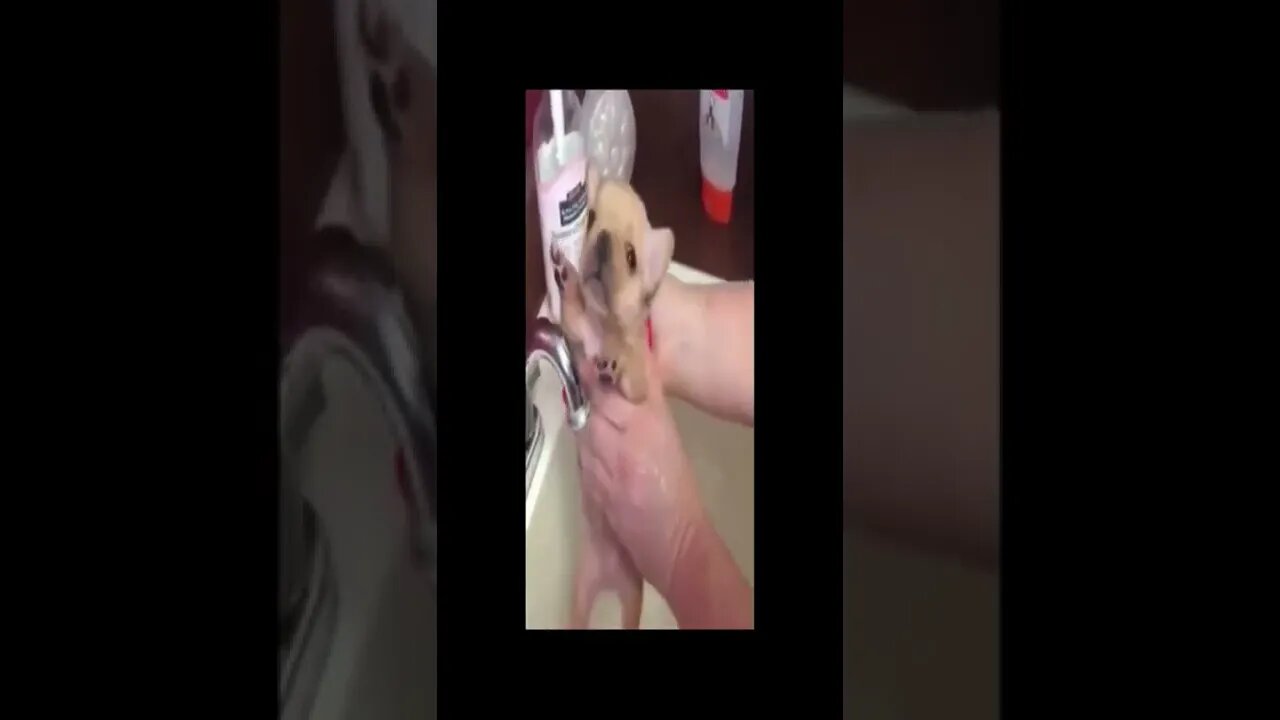 dog 111