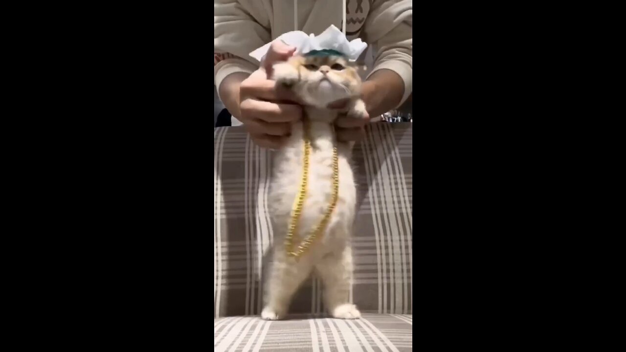 Dancing cat you need to see this
