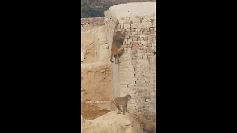 monkey🐒🐒 #funny #comedy#viral #trending #monkey #shorts #yt