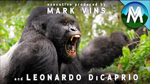 Leonardo DiCaprio Joins Us to Save Gorillas