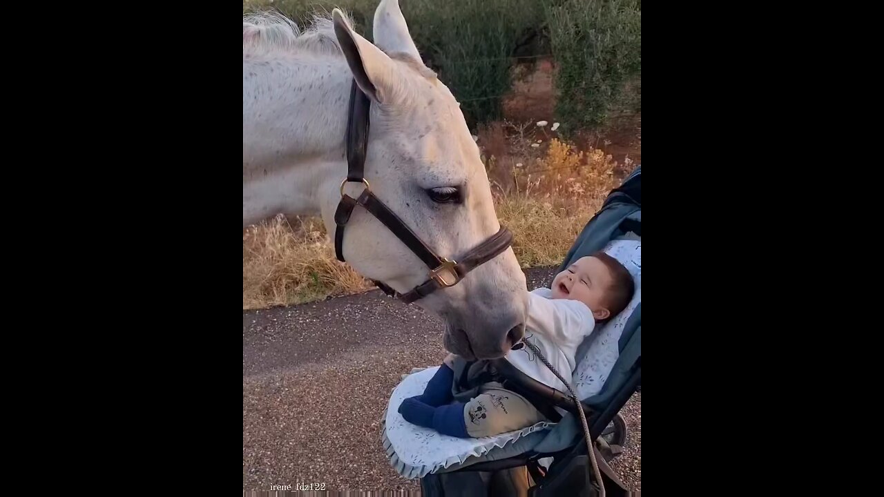 Horse and a baby playing