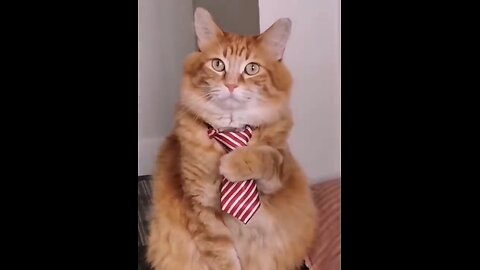 Cat Videos of the Decade