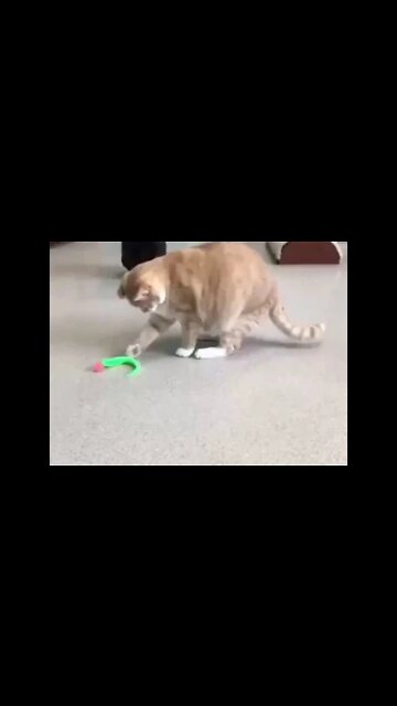 Wiggly Cat Toy
