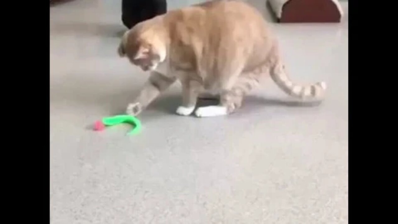 Wiggly Cat Toy