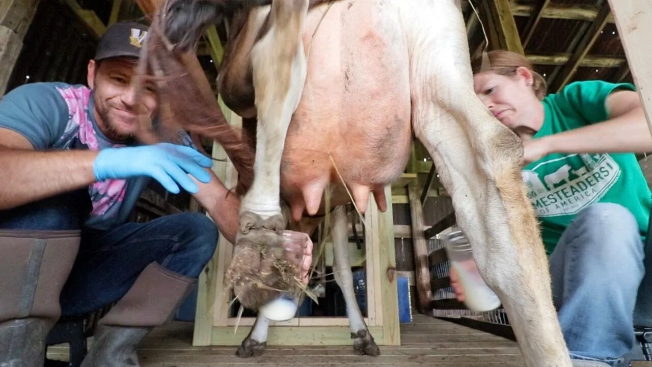 Husband & wife milk a cow for the FIRST time.