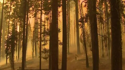 Kevin McCarthy pushing to pass Save Our Sequoias Act