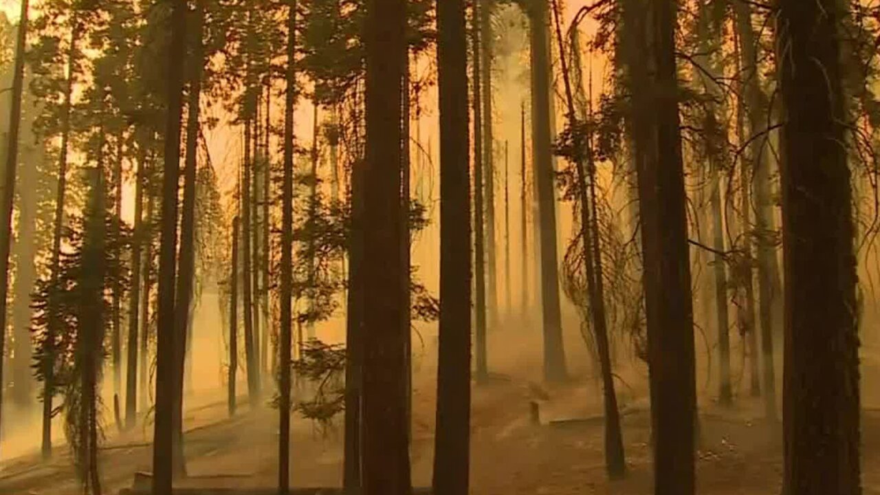 Kevin McCarthy pushing to pass Save Our Sequoias Act