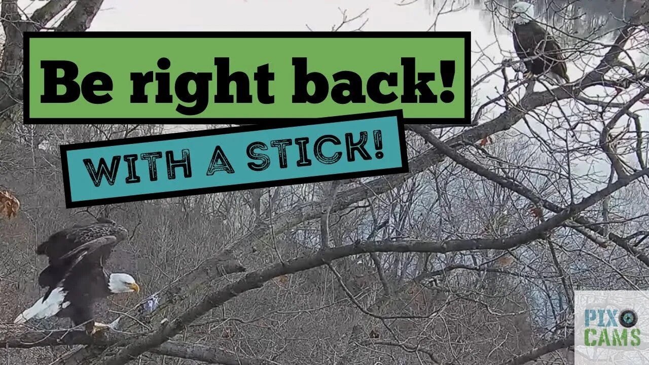 Hays Eagles Mom flys off and around to the nest with a stick 2021 12 14 15:51