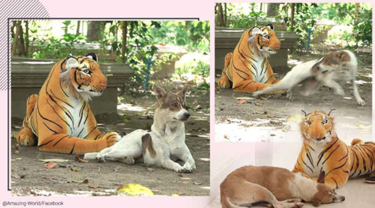 fake tiger prank on dog