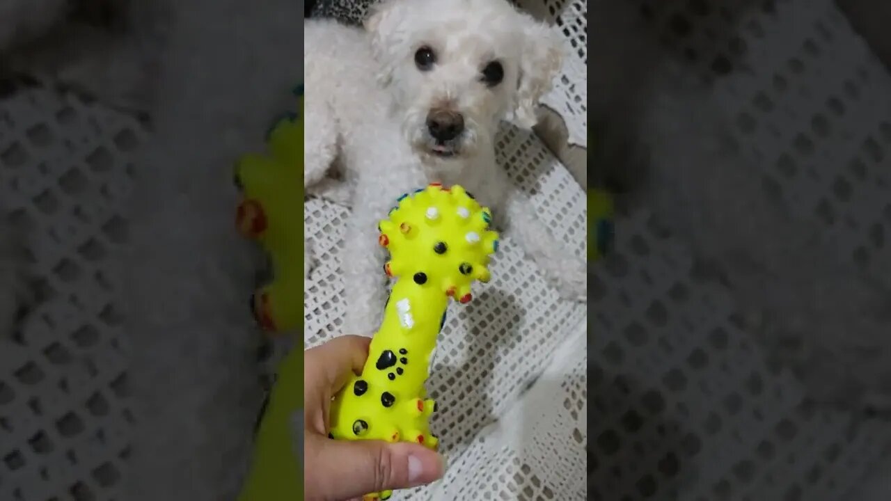 Poodle e seu brinquedo