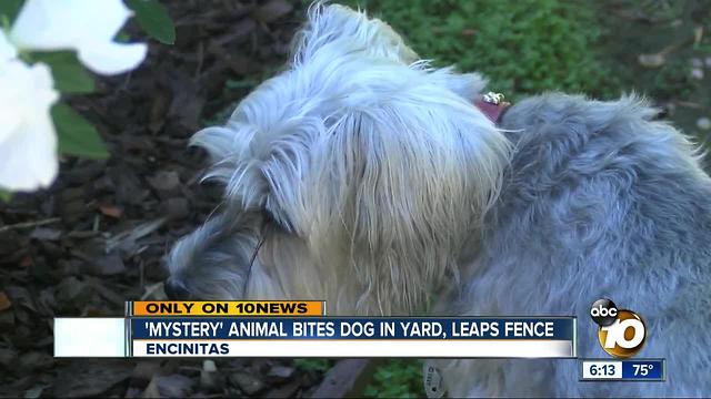 Mystery animal leaps into Encinitas yard, viciously attacks dog