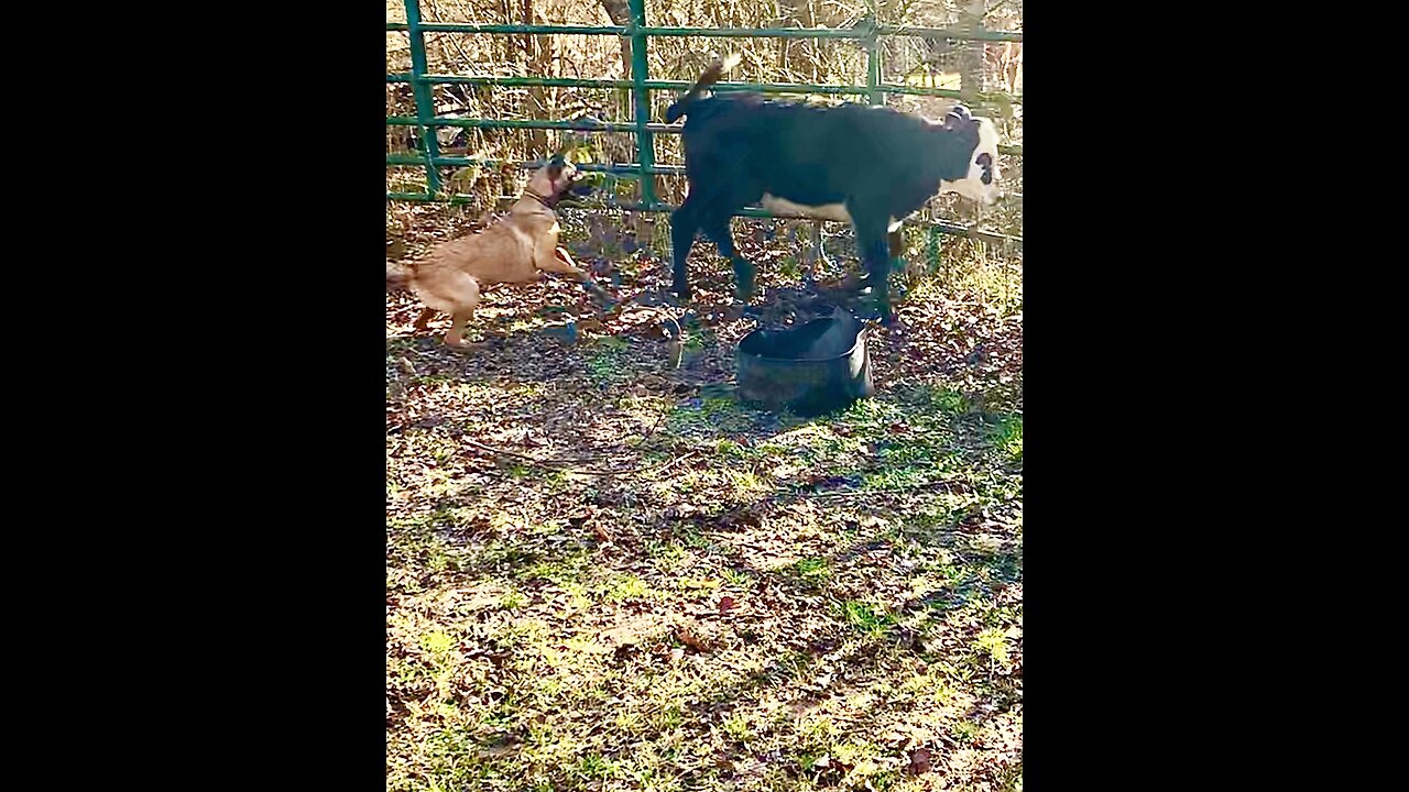 Belgian Malinois all around good farm dog helping to herd cattle.