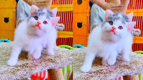 Cute baby cats funny and cute videos