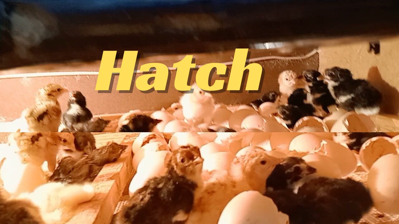 New Hatch||Aseel Chicks || 05-01-2024