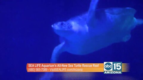 Want to have some summer fun? Check out SEA LIFE Aquarium's all-new Sea Turtle Rescue Reef