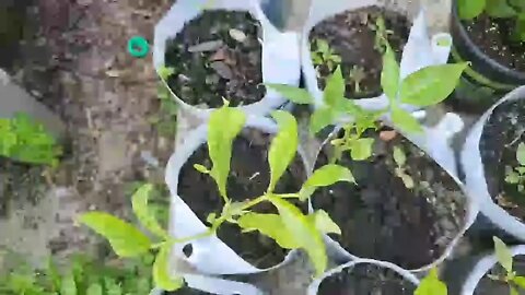 Garden update