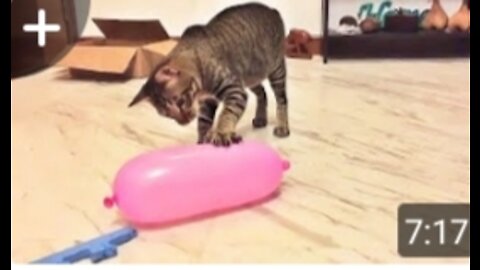 Funniest cat playing with baloon