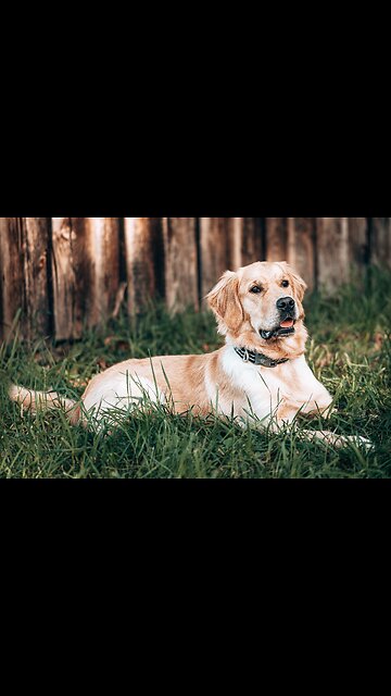 The most beautiful dogs