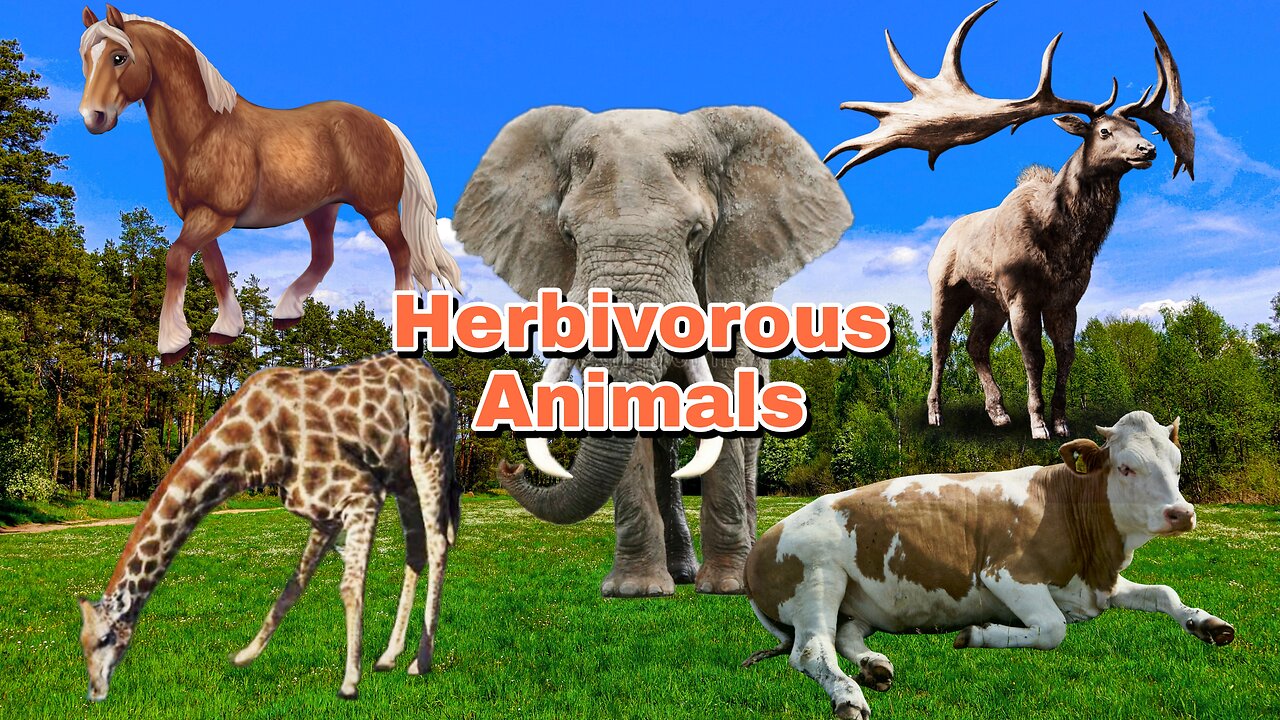 Herbivorous Animals: Horse, Cow, Goat, Buffalo, Rhino | Animal Names and Sounds