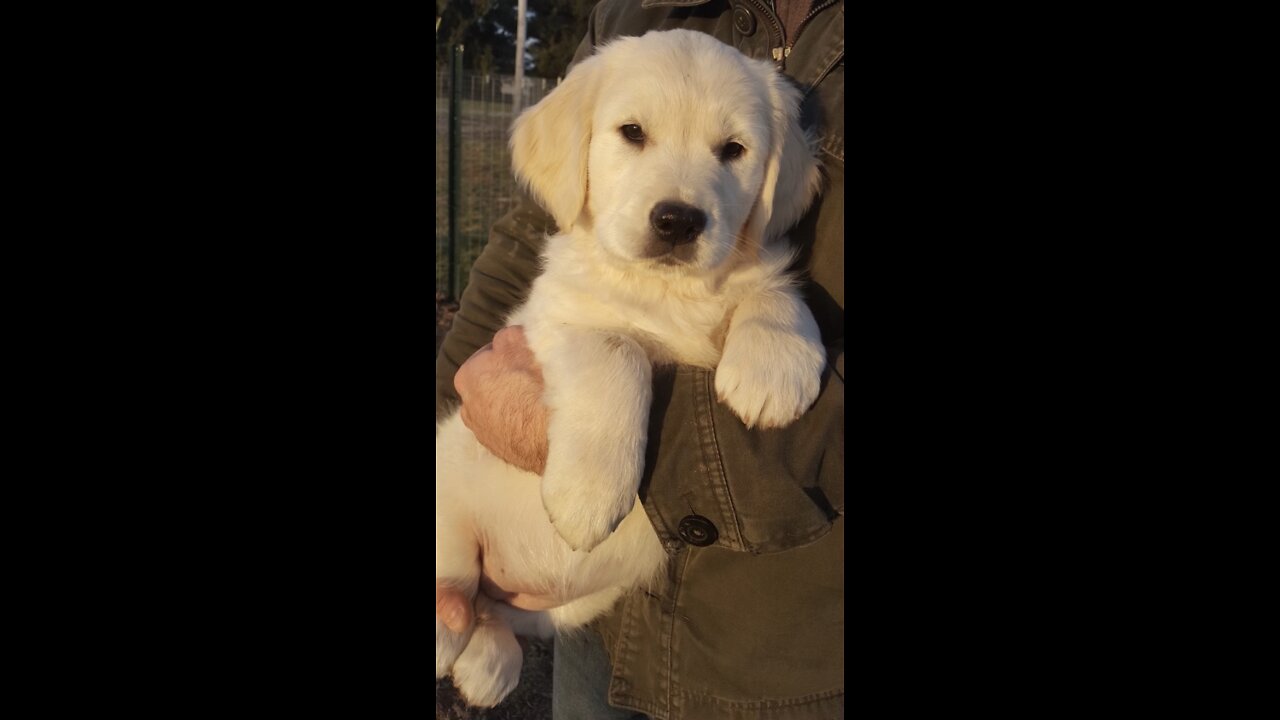 Puppy Finds Birds