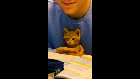 Cat studying hard