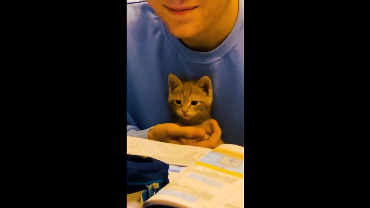 Cat studying hard