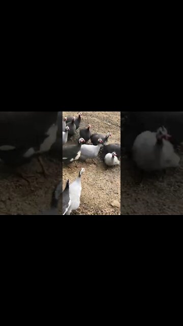 Young guinea fowl fighting. Older guinea fowl males break it up