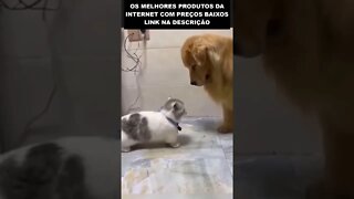 Gato baixinho e bravo