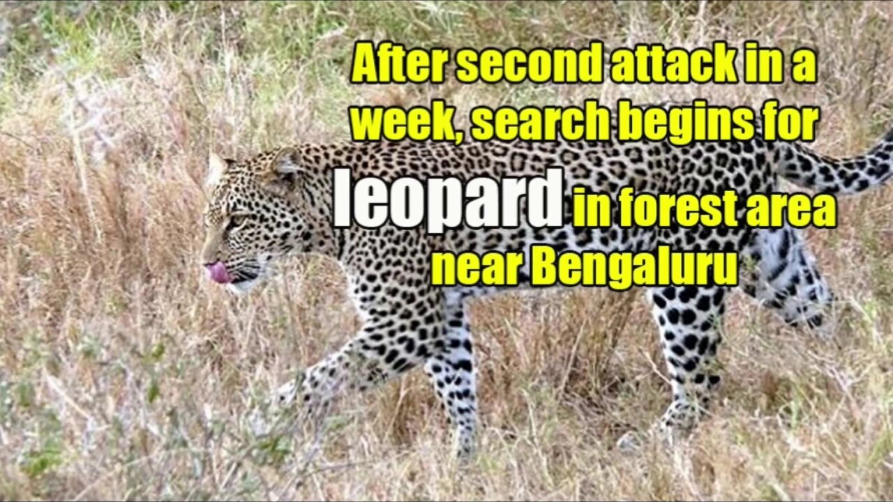 After the second attack in a week, the search begins for leopard in the forest area near Bengaluru