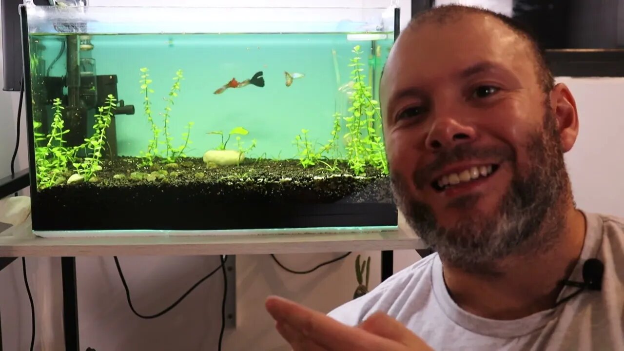 🔴 Atualização do Aquário de Guppy - Muitas Novidades