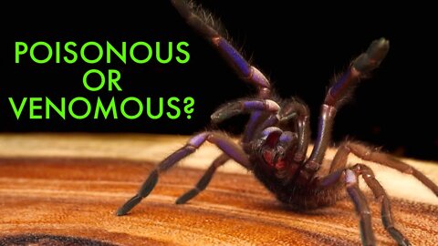 Are Tarantulas Poisonous? #shorts