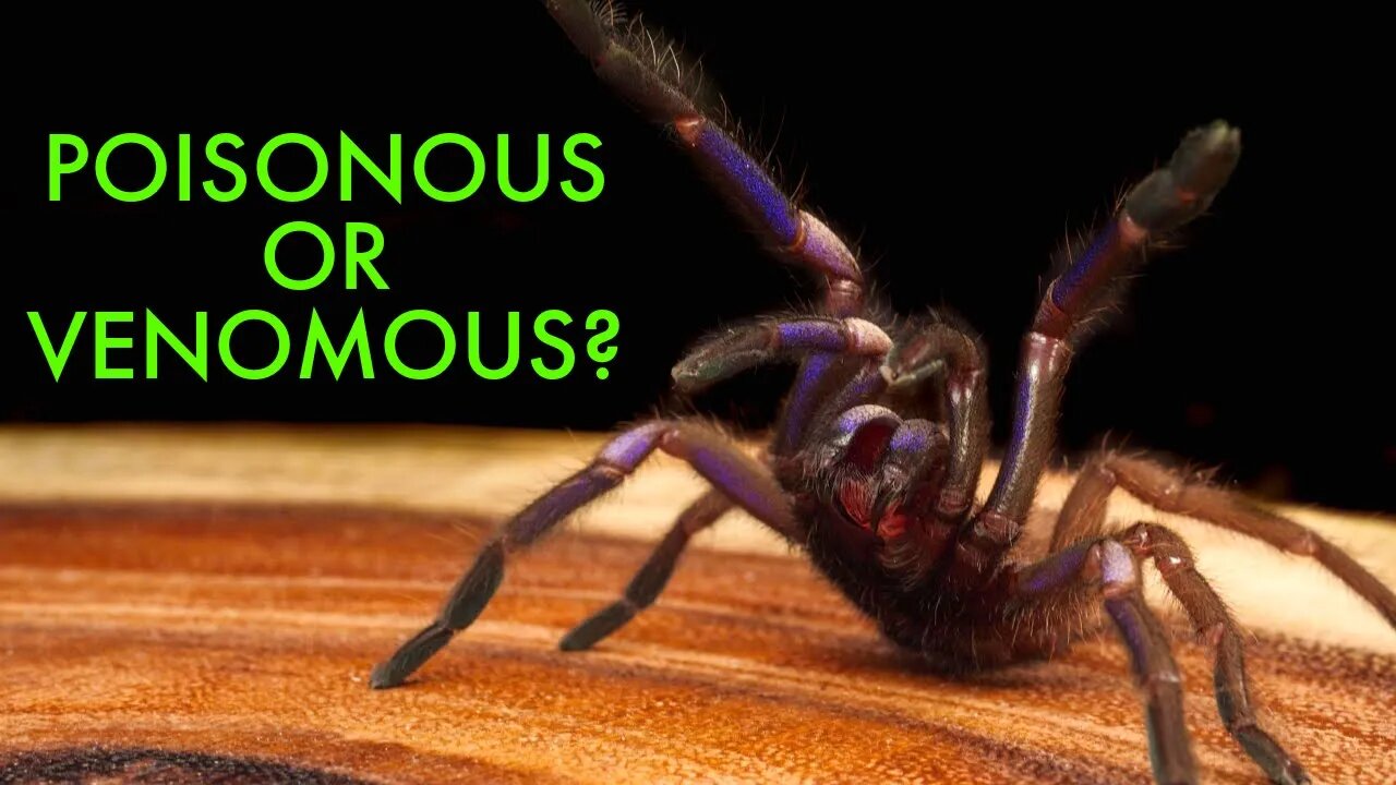 Are Tarantulas Poisonous? #shorts