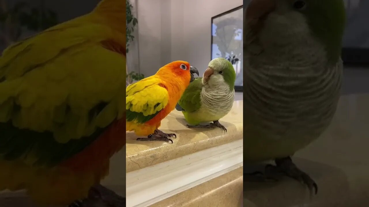 Hit 👍🔔 & SUBSCRIBE for more 🌈🦄🍄🍡🎪#quakerparrot #sunconure #parrot #animallover #comedy #funny #bird