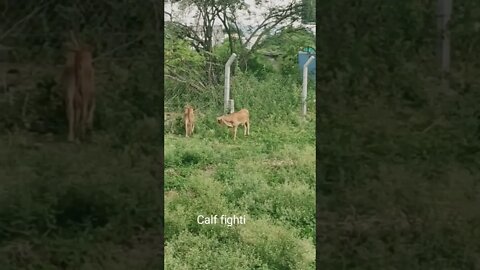 Calf fighting and playing,#shorts,#calfs,#babycow,#cowlover,#animal,#viral,#calf,#animallover,#trend