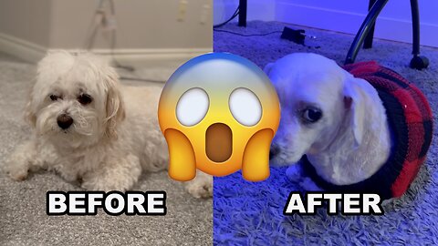 Dog hates his new haircut!